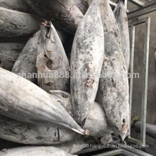 Whole Round Frozen Skipjack Tuna For canned Tuna Fish